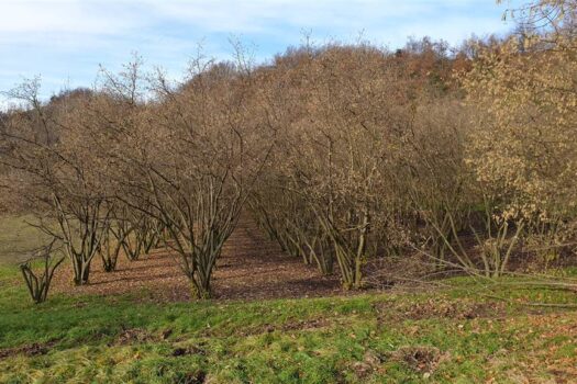 Cascina delle Langhe